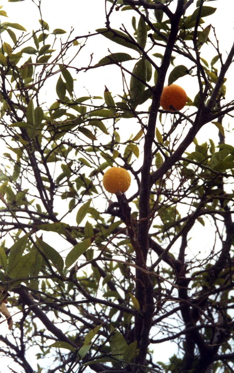 16 PHOTO lesoranges